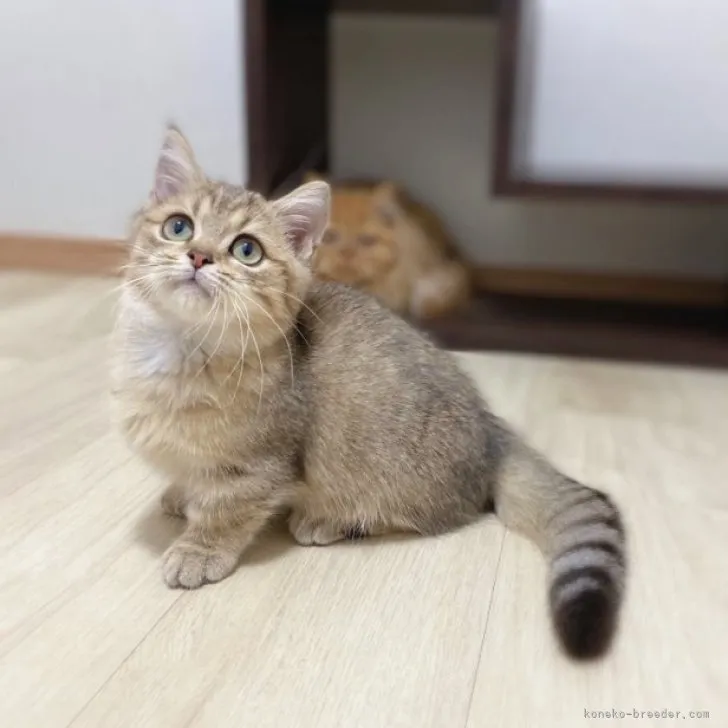 K.I 様のお迎えした子猫