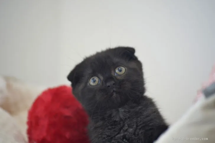 ID:1911-01384の子猫