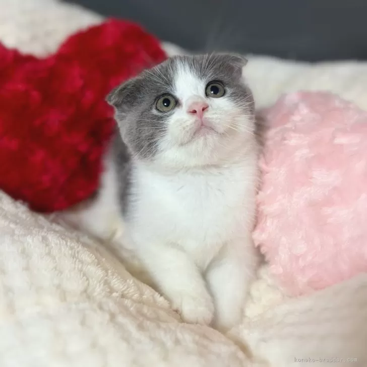 ID:2408-01271の子猫
