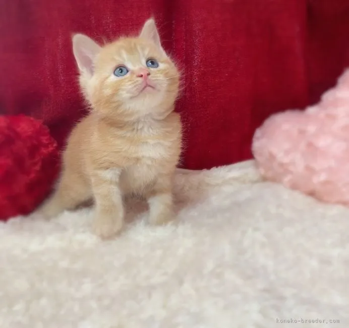 ID:2107-02711の子猫