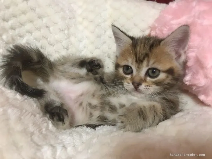 ID:2001-00579の子猫