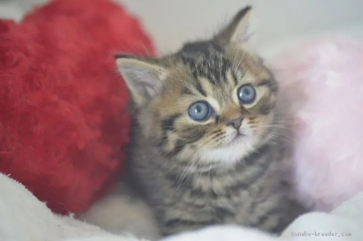 ID：2002-01202の子猫