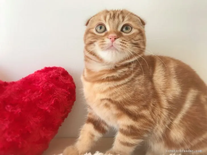 ID：1809-00966の子猫