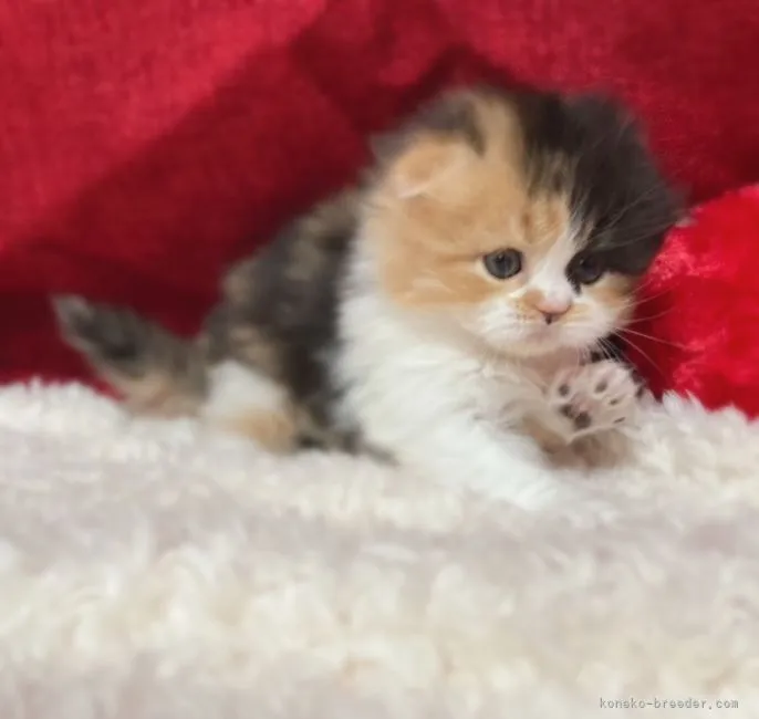ID：2202-01122の子猫