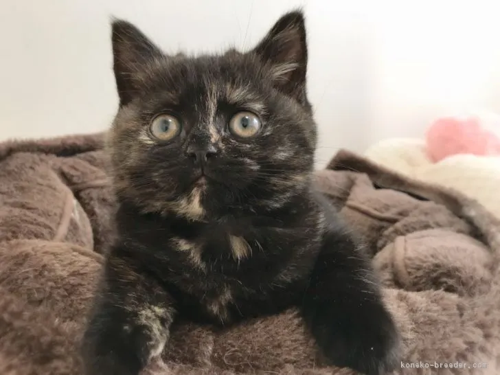 ID:1802-00200の子猫