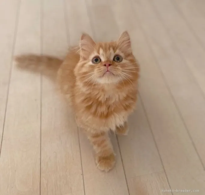 まつざきかな 様のお迎えした子猫