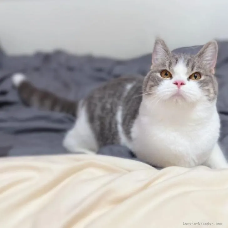 ID:2204-02681の子猫