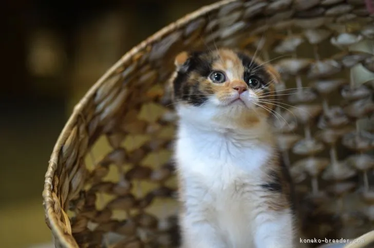おつぼ 様のお迎えした子猫