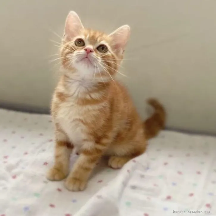たんたん 様のお迎えした子猫