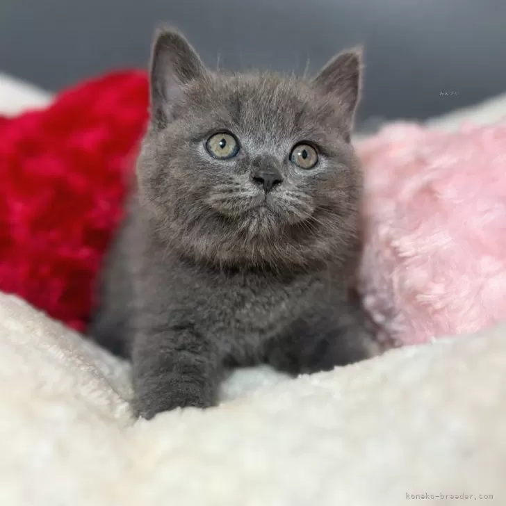 ID:2408-01269の子猫