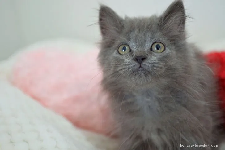 ID：2011-02091の子猫