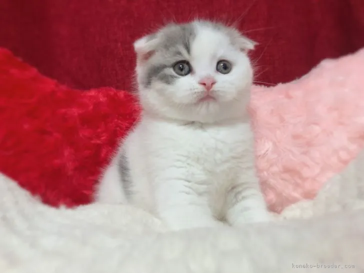 ID:2204-02944の子猫