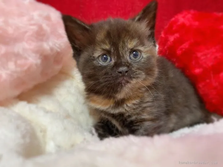 ID:2104-02131の子猫