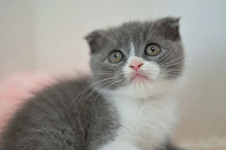 ID:2010-01806の子猫