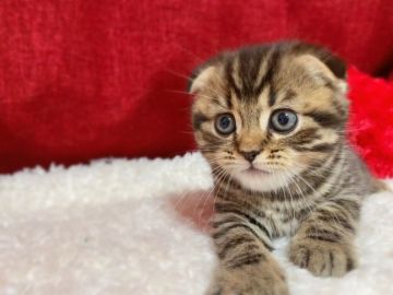 スコティッシュフォールド【福岡県・男の子・2021年3月18日・ブラウンタビー】の写真「ママが大好きな男の子☘両親遺伝子検査済」