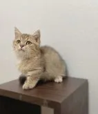 ミヌエット(短足)【福岡県・男の子・2023年4月25日・ブラウンタビー】の写真5