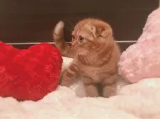 スコティッシュフォールド(折れ耳)【福岡県・女の子・2018年1月13日・レッドタビー】の写真5