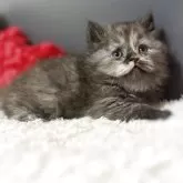 スコティッシュストレート