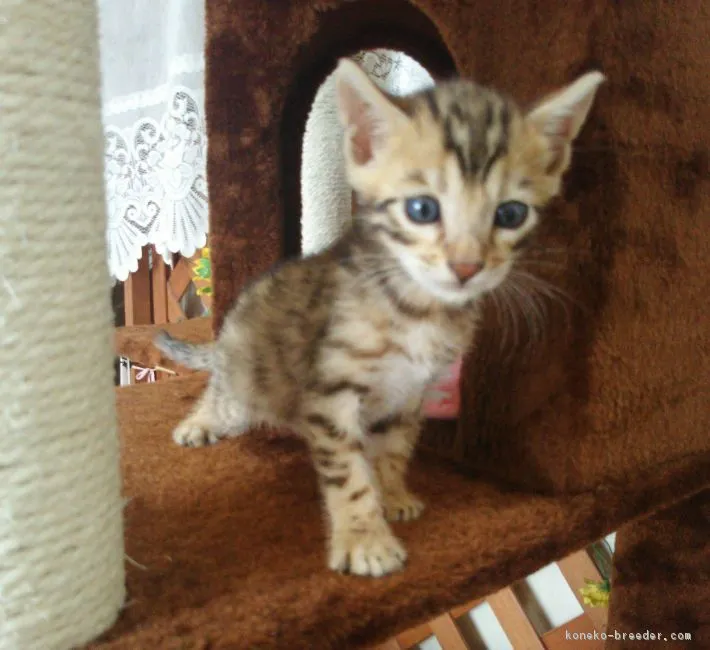 ID：1809-00251の子猫