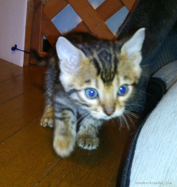ID:1611-00458の子猫