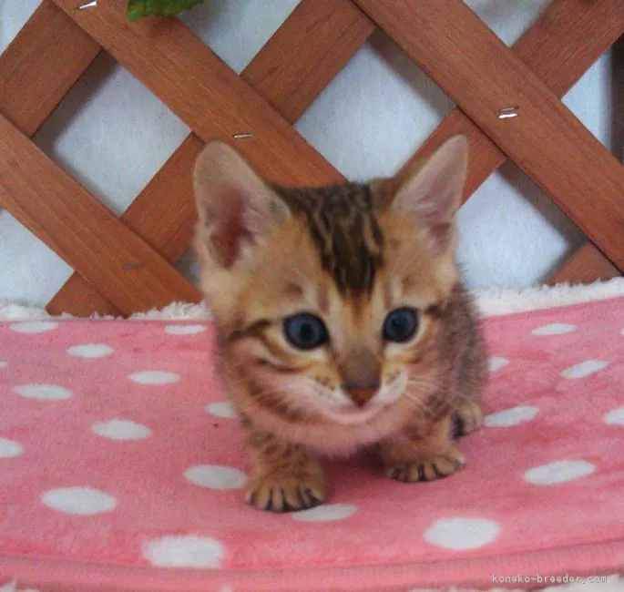 ID：1803-00303の子猫