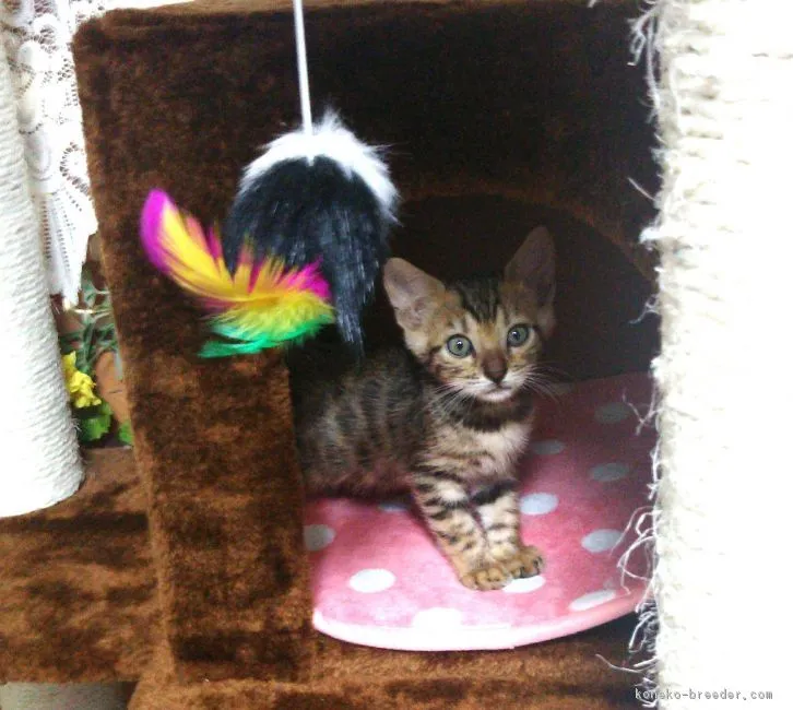 ID:1809-00303の子猫
