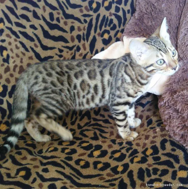 ID：1803-01367の子猫