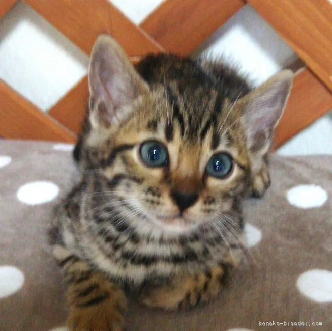 ID:1806-00247の子猫