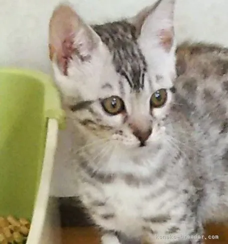 ID:2202-01761の子猫