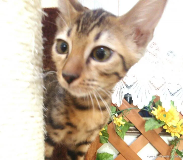 ID：1808-01188の子猫