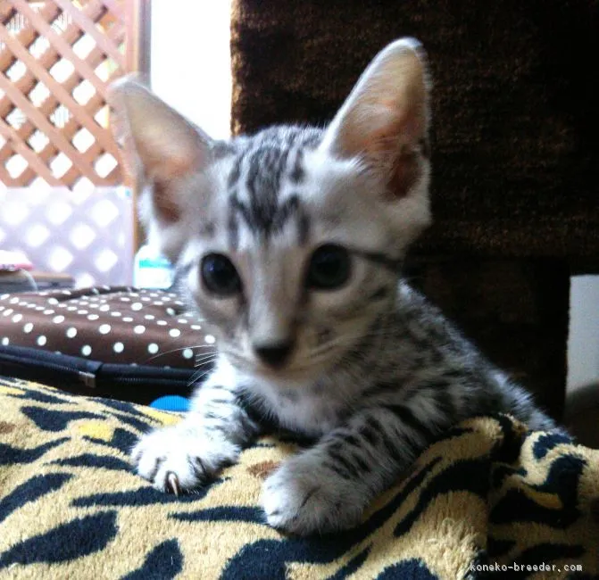 ID：1807-01313の子猫