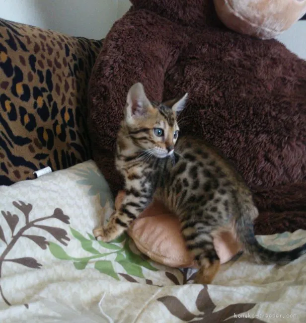 ID：1706-00121の子猫