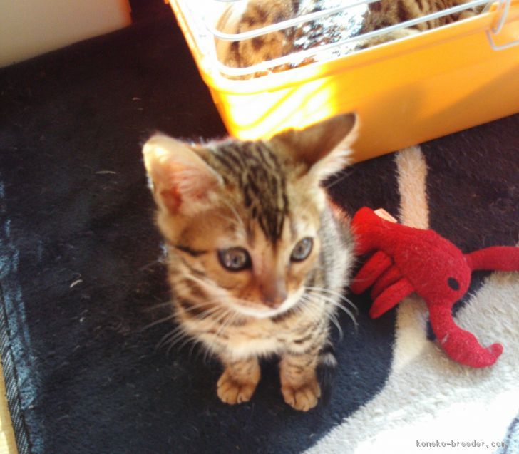 ID:1704-00561の子猫