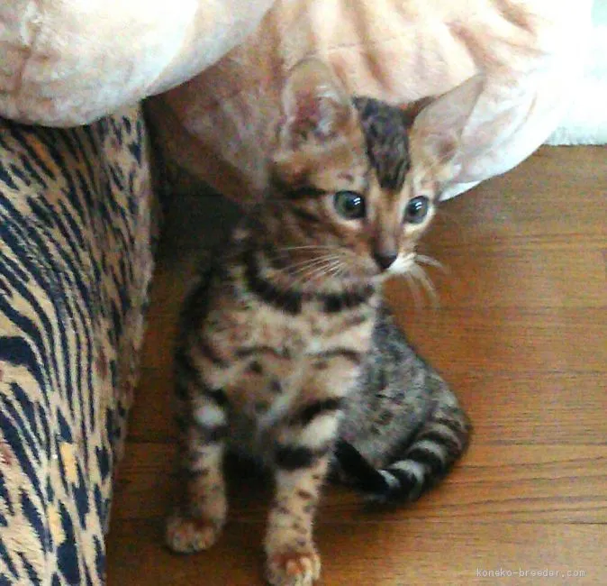 ID:1911-01074の子猫