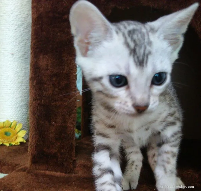 ID:1906-01306の子猫