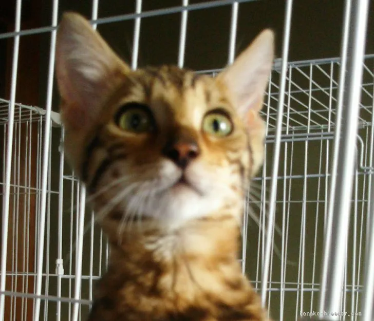 ID：2005-01497の子猫