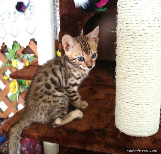 ID：1807-01397の子猫