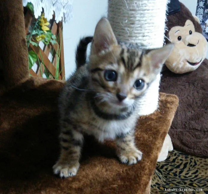 ID:1811-01547の子猫