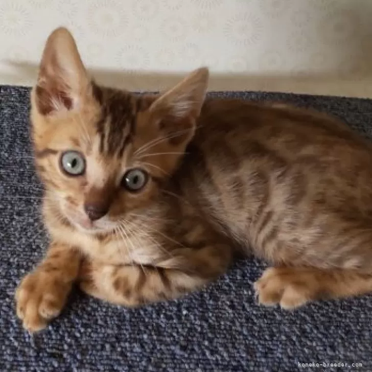 ID:2405-02767の子猫