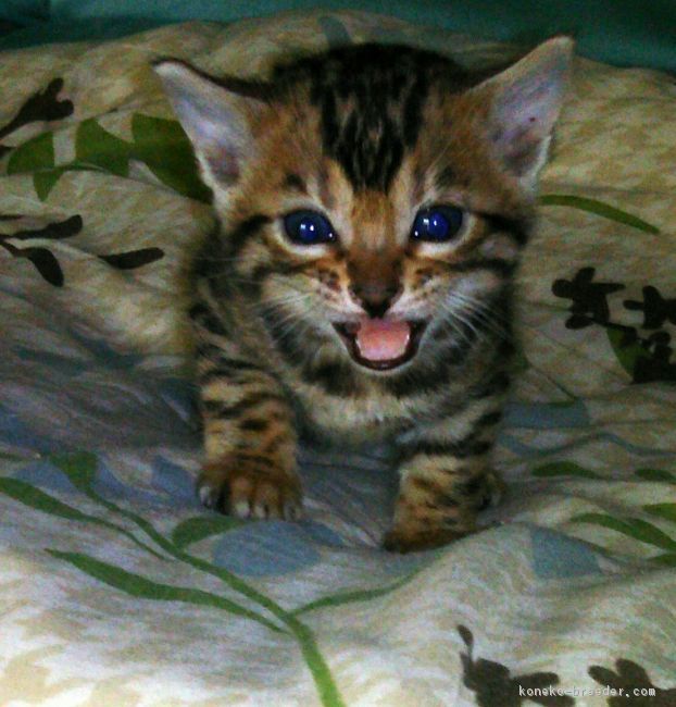 ID:1611-00549の子猫