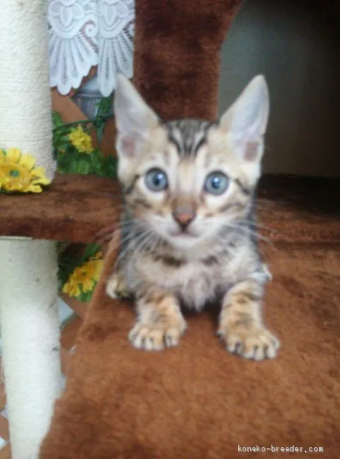 ID：1910-00498の子猫