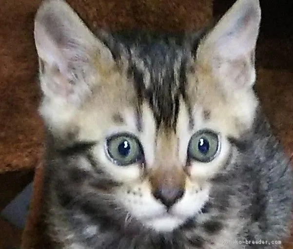 ID：2012-01421の子猫