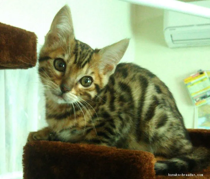 ID:1905-00549の子猫