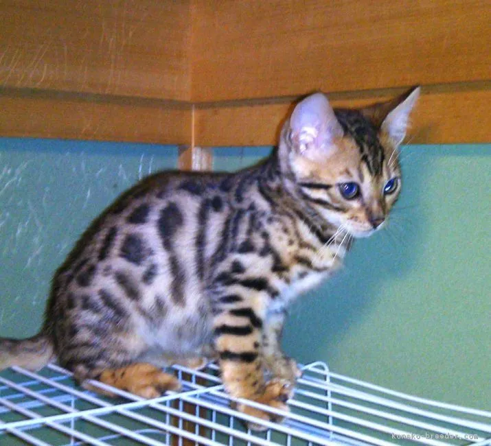 ID:1701-00032の子猫