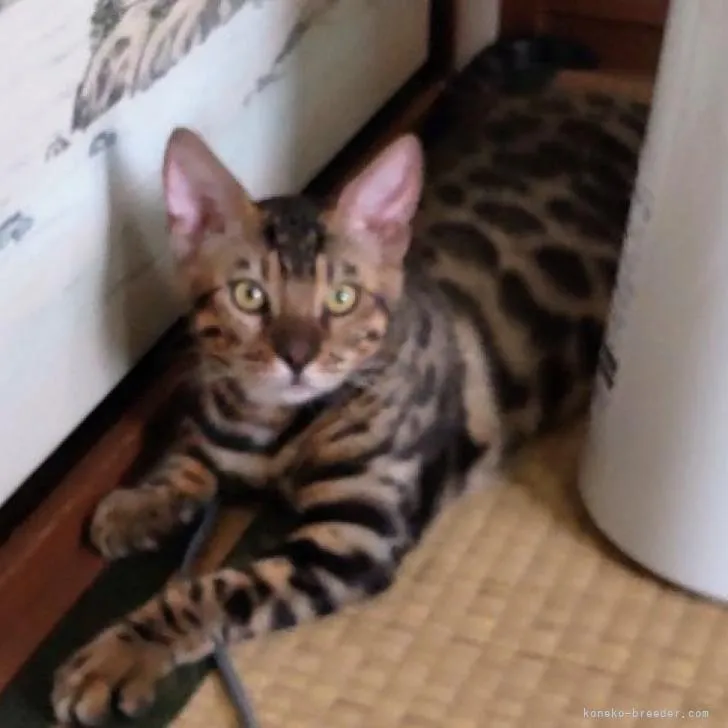 ID：2204-03095の子猫