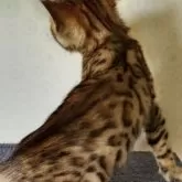 ベンガル【滋賀県・男の子・2024年3月19日・ブラウン・スポテットタビー】の写真4