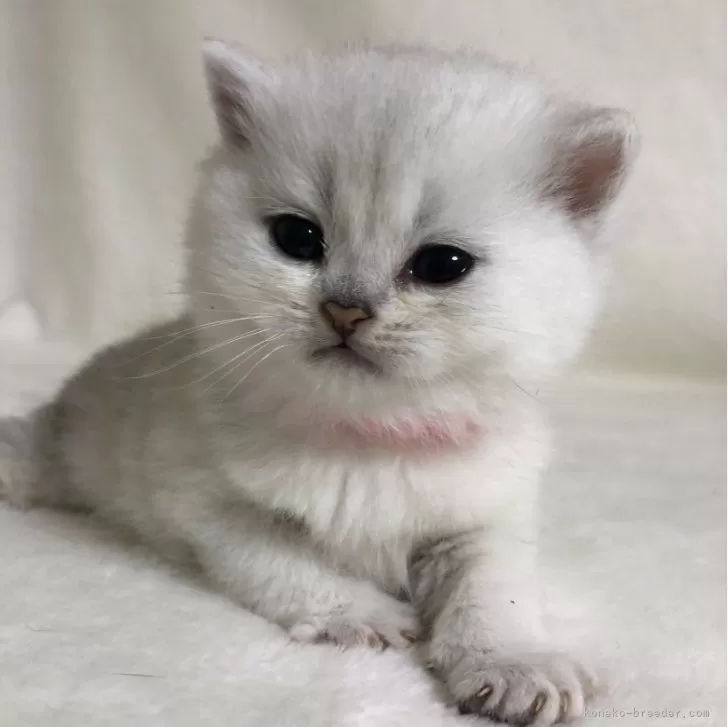 ID:2403-01425の子猫