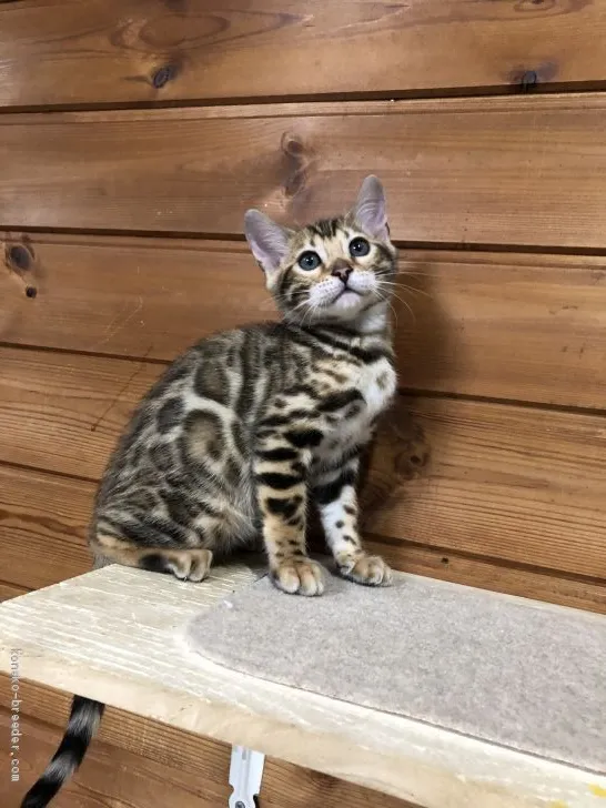 ID:2002-00230の子猫