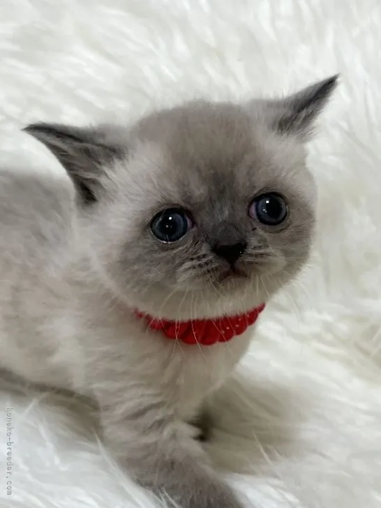 ID：2206-00888の子猫