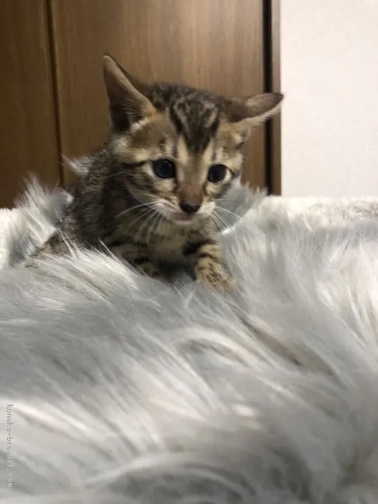 ID:1910-00464の子猫